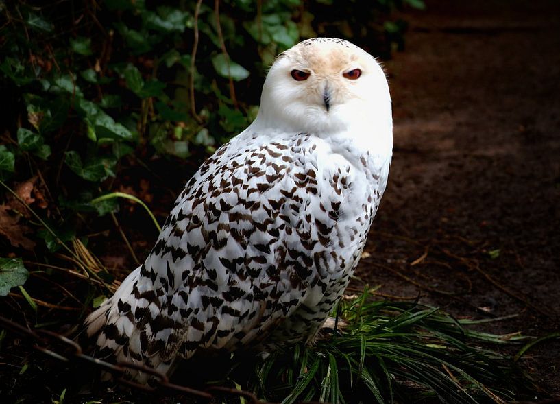 Schöne Schneeeule von Simone De Waal