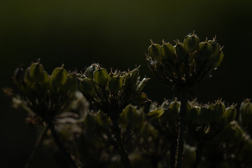 Kein Schnitt nur Natur von Foto Studio Labie