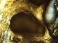 Les chips au poivre sous le microscope