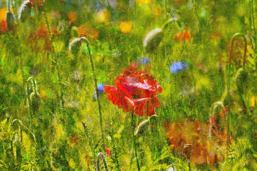 Malerische Sommerwiese von Thomas Jäger
