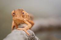 Lappenkameleon (Flap-necked Chameleon)