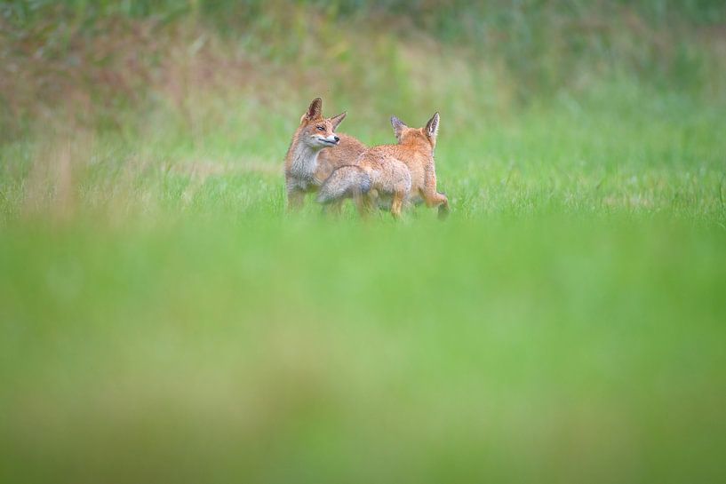 Renardaux par Andy van der Steen - Fotografie