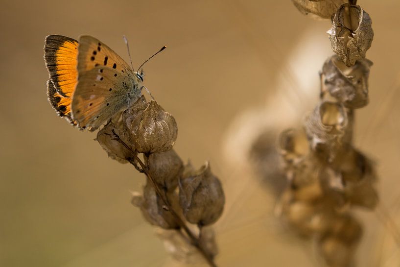 Orange butterfly on brown plant by Fokko Erhart