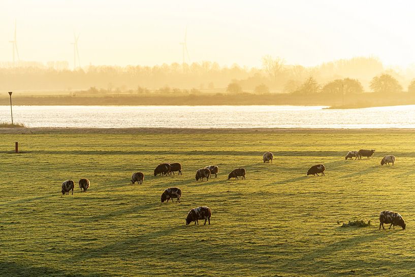 Morgenlicht auf Schafen auf der Wiese von Peter Hendriks
