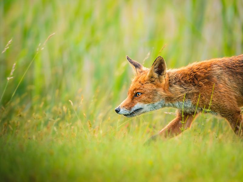 Chasse au renard par Maaike van Schie