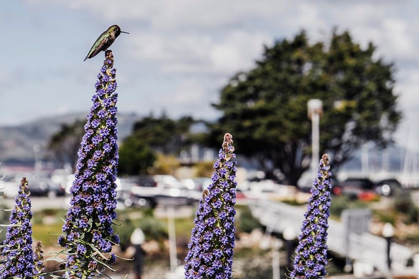 US Westcoast No.8 by Jasper Verolme