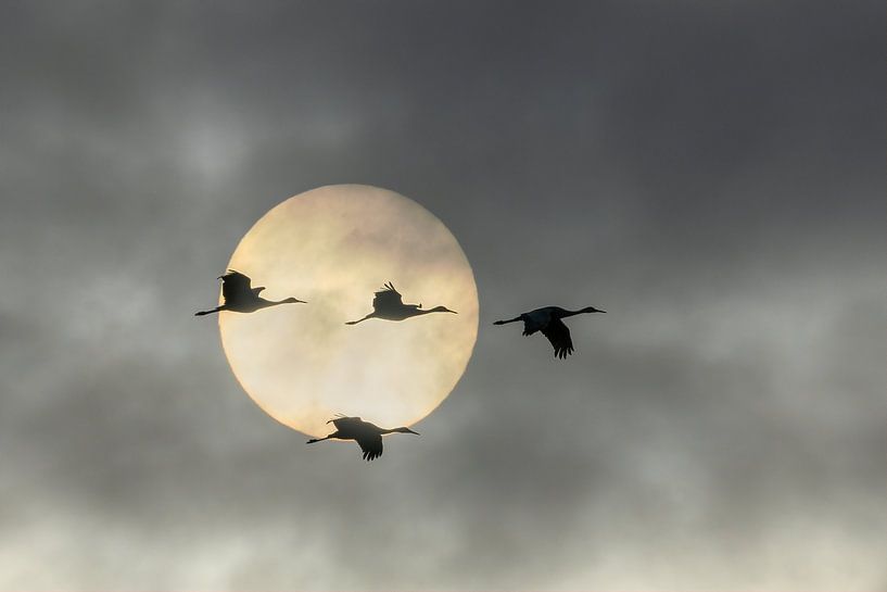 Über dem Mond von John Fan