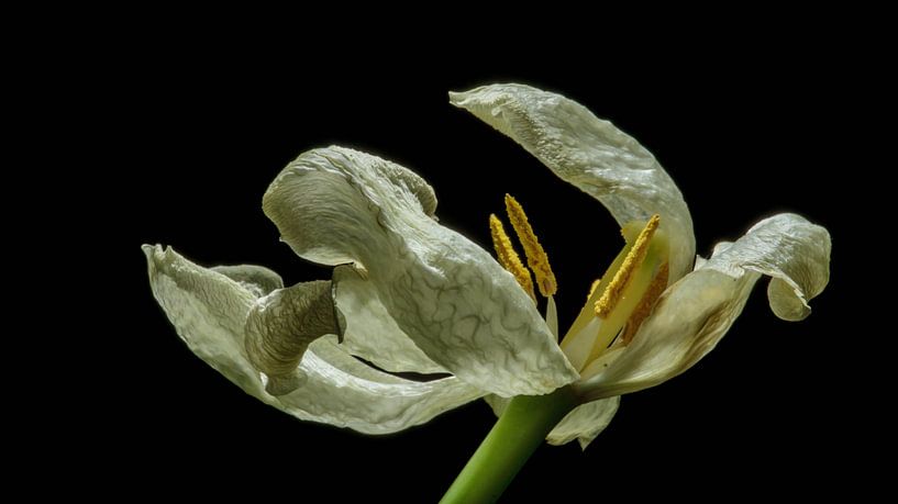 still shining von mick agterberg