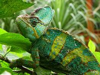 Chameleon