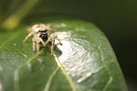 Araignée sur feuille