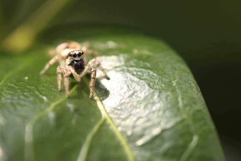 Spider on leaf by Ruud Wijnands