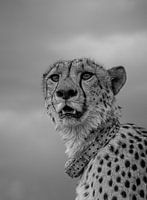 cheetah namibie black&white