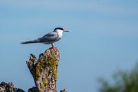 Sterne pierregarin sur une souche