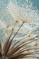 Une étoile du matin jaune d'or (Tragopogon)