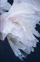 Weiße holzige Pfingstrose