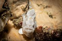 Le poisson-grenouille, Kapalai, Malaisie