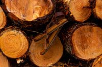 Alte Schlittschuhe aus Holz auf Baumstämmen