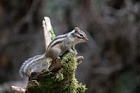 Ein russischer Gast in Brabant - Sibirisches Erdhörnchen