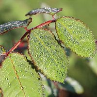 Groen blad met dauwdruppels