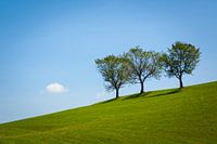 Drei Freunde fürs Leben