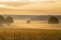 Lever de soleil doré dans le Montferland : Un champ de blé baigné d'une lumière chaude