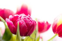 pink tulips