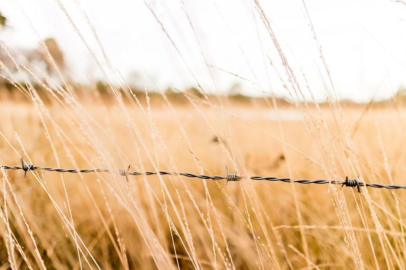 Prikkeldraad von Victor van Dijk
