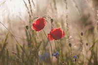 Fleurs de pavot au crépuscule