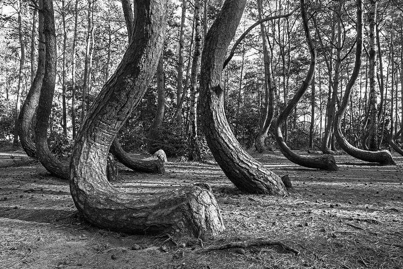 Krzywy Las (Crooked Forest) - Poland by Frank Herrmann
