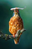 Kingfisher catches fish on a branch