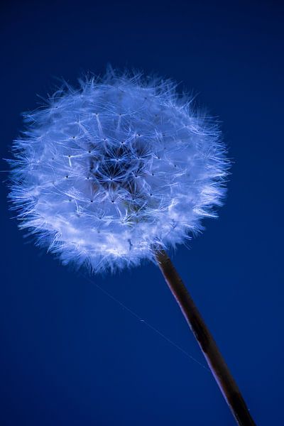 Löwenzahn von Thomas Riess