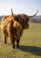 Schottischer Highlander