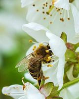 Abeille en fleur de pommier