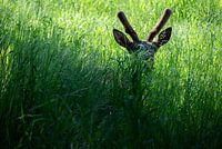 Versteckt im Grünen – Ein Elch im Schatten