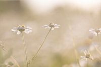 daisies with backlight