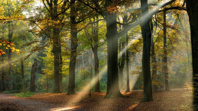 Faisceaux de lumière dans une forêt d'automne par Bram van Broekhoven