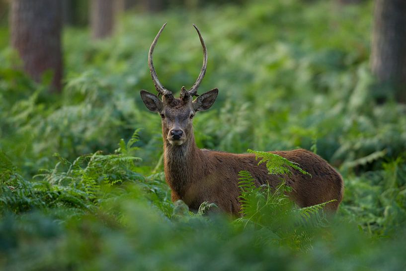 Frappeur de cerf de Virginie en bronze dans un paysage forestier avec des fougères par Jeroen Stel