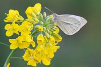 Kohlweißling auf Kohlsamen