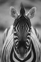 Zebra, Namibia, Afrika