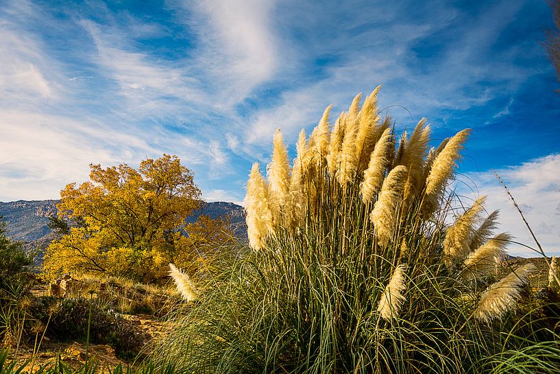 Begroeing en luchten - natuurlijk stilleven van Theo Molenaar