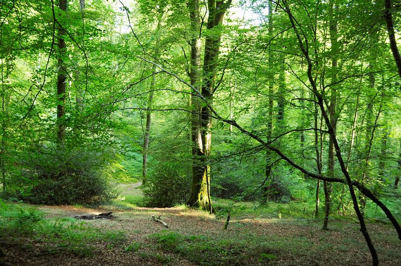 Wald in der Normandie von Corinne Welp