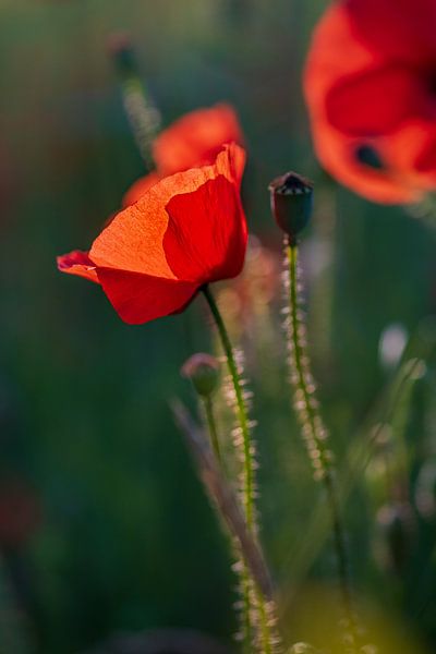 Mohnblume frühmorgens von Kurt Krause
