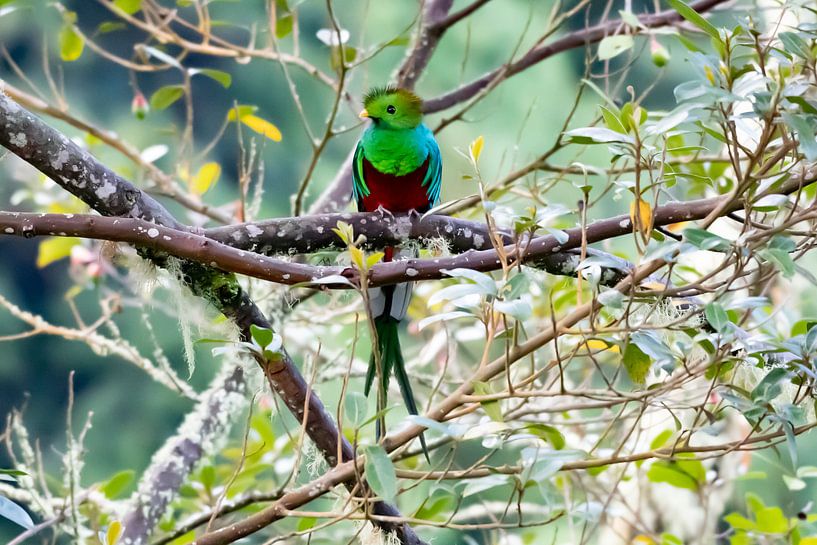 Quetzal par Merijn Loch