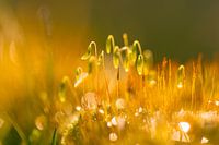 Moss after a cold night