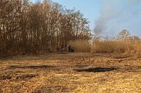 The Weerribben and Wieden; a cane cutter at work!