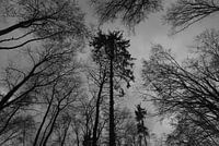 Monochromer Herbstwald