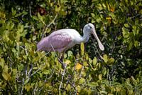 Pink spoonbill