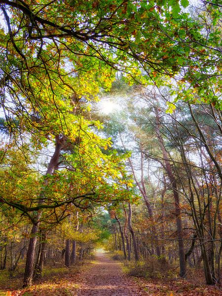 Forest path at low sun by Laurens de Waard
