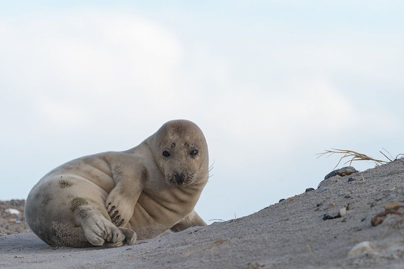 Kegelrob op Düne by Peter Lambrichs