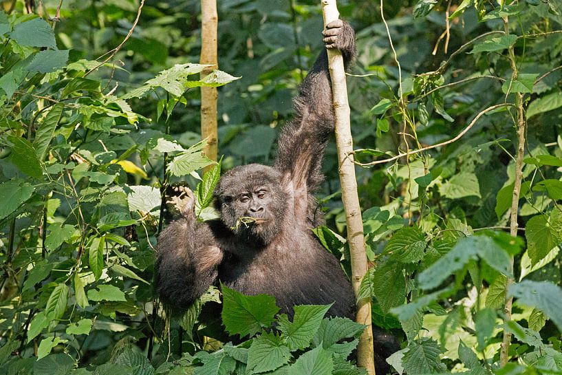 Gorilla-Mahlzeit par Britta Kärcher